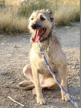 TASCA, Hund, Hütehund in Spanien - Bild 2