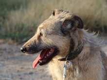 TASCA, Hund, Hütehund in Spanien - Bild 3