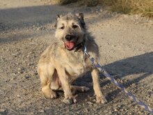 TASCA, Hund, Hütehund in Spanien - Bild 5
