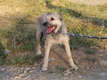 TASCA, Hund, Hütehund in Spanien - Bild 6