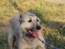 TASCA, Hund, Hütehund in Spanien - Bild 7