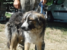 AZIM, Hund, Mischlingshund in Ungarn - Bild 1