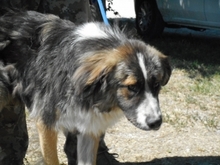 AZIM, Hund, Mischlingshund in Ungarn - Bild 2