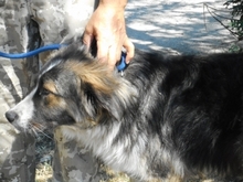 AZIM, Hund, Mischlingshund in Ungarn - Bild 3
