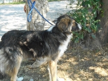 AZIM, Hund, Mischlingshund in Ungarn - Bild 4