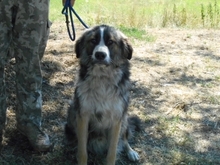 AZIM, Hund, Mischlingshund in Ungarn - Bild 5