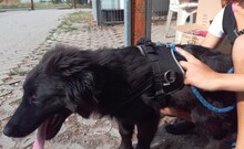 MIKE, Hund, Mischlingshund in Ungarn - Bild 11