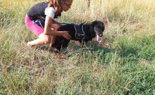 MIKE, Hund, Mischlingshund in Ungarn - Bild 2