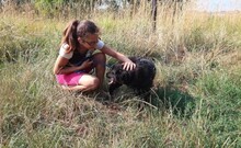 MIKE, Hund, Mischlingshund in Ungarn - Bild 3