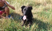 MIKE, Hund, Mischlingshund in Ungarn - Bild 5