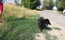 MIKE, Hund, Mischlingshund in Ungarn - Bild 6