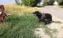 MIKE, Hund, Mischlingshund in Ungarn - Bild 7