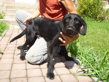 VAZUL, Hund, Mischlingshund in Ungarn - Bild 2