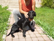 VAZUL, Hund, Mischlingshund in Ungarn - Bild 3