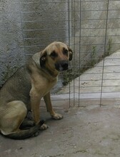 MAYLEEN, Hund, Deutscher Schäferhund-Mix in Rumänien - Bild 8