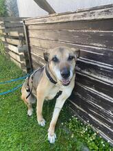MAYLEEN, Hund, Deutscher Schäferhund-Mix in Neustadt