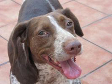 BUNDA, Hund, Mischlingshund in Spanien - Bild 1