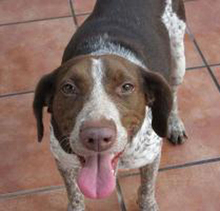 BUNDA, Hund, Mischlingshund in Spanien - Bild 2
