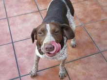 BUNDA, Hund, Mischlingshund in Spanien - Bild 3