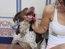 BUNDA, Hund, Mischlingshund in Spanien - Bild 4