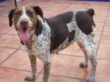 BUNDA, Hund, Mischlingshund in Spanien - Bild 5