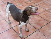 BUNDA, Hund, Mischlingshund in Spanien - Bild 6