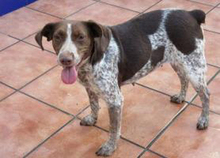 BUNDA, Hund, Mischlingshund in Spanien - Bild 7