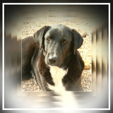AARON, Hund, Mischlingshund in Türkei - Bild 1