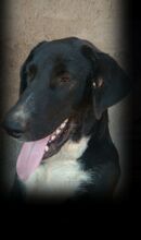AARON, Hund, Mischlingshund in Türkei - Bild 10