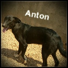 AARON, Hund, Mischlingshund in Türkei - Bild 11