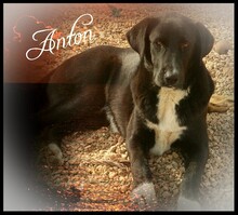 AARON, Hund, Mischlingshund in Türkei - Bild 12