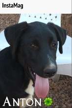AARON, Hund, Mischlingshund in Türkei - Bild 13