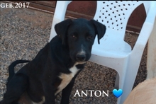 AARON, Hund, Mischlingshund in Türkei - Bild 14