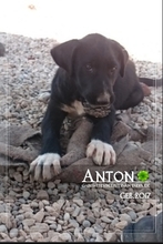 AARON, Hund, Mischlingshund in Türkei - Bild 15