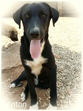AARON, Hund, Mischlingshund in Türkei - Bild 2