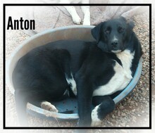 AARON, Hund, Mischlingshund in Türkei - Bild 4