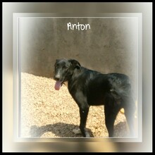 AARON, Hund, Mischlingshund in Türkei - Bild 5