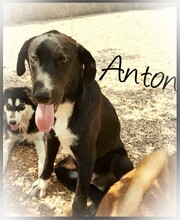 AARON, Hund, Mischlingshund in Türkei - Bild 7