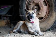 TARA, Hund, Mischlingshund in Heinsberg - Bild 4