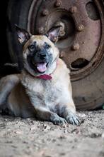 TARA, Hund, Mischlingshund in Heinsberg - Bild 6
