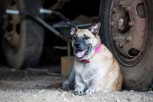 TARA, Hund, Mischlingshund in Heinsberg - Bild 7