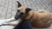 TARA, Hund, Mischlingshund in Heinsberg - Bild 8
