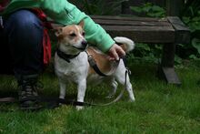 GILL, Hund, Jack Russell Terrier in Zweibrücken - Bild 2