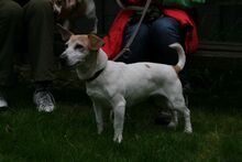 GILL, Hund, Jack Russell Terrier in Zweibrücken - Bild 4