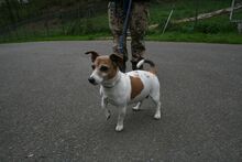 SAMMY, Hund, Jack Russell Terrier in Zweibrücken - Bild 1