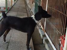 MANDELA, Hund, Mischlingshund in Portugal - Bild 13