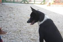 MANDELA, Hund, Mischlingshund in Portugal - Bild 14