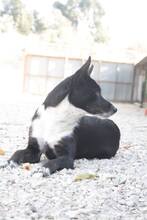 MANDELA, Hund, Mischlingshund in Portugal - Bild 15