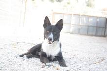 MANDELA, Hund, Mischlingshund in Portugal - Bild 3