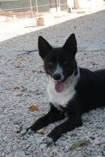 MANDELA, Hund, Mischlingshund in Portugal - Bild 4